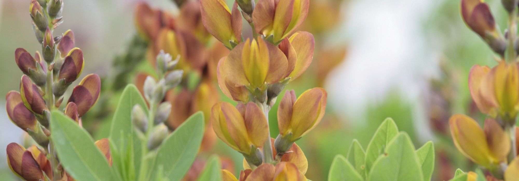 Baptisia: the most beautiful varieties