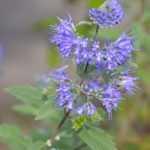 How to take cuttings from Caryopteris?