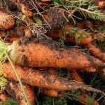 Carrot: the best varieties