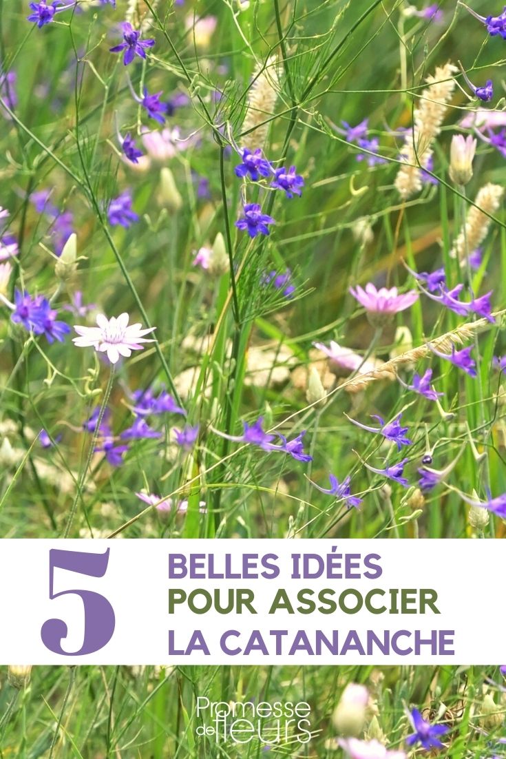 Pairing the Cupid's Dart