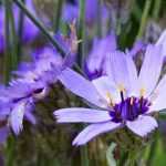 Catananche, Cupid's dart: pairing it in the garden