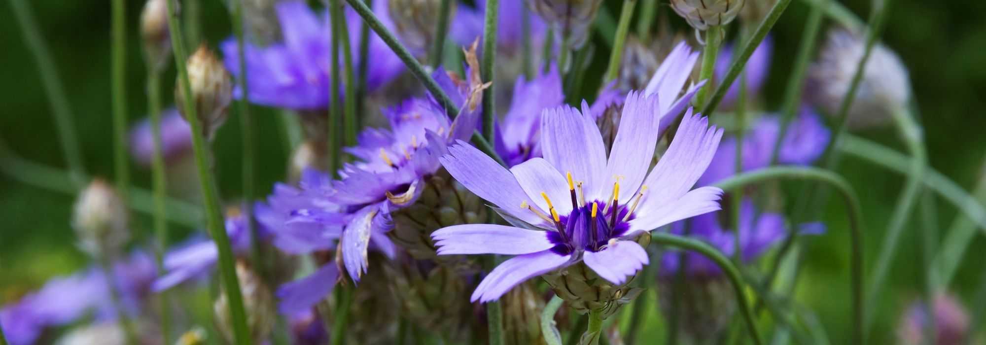 Catananche, Cupid's dart: pairing it in the garden