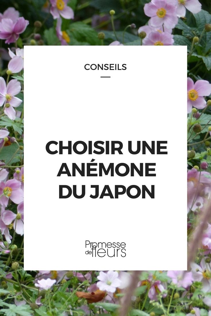 Choosing a Japanese Anemone