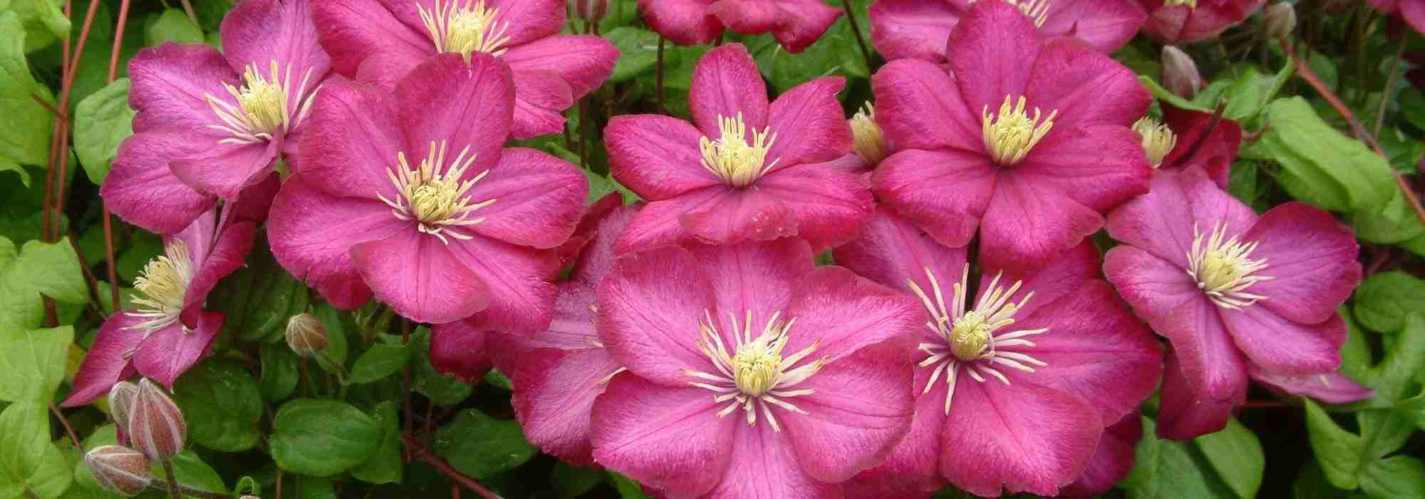 The 10 most beautiful Viticella clematis