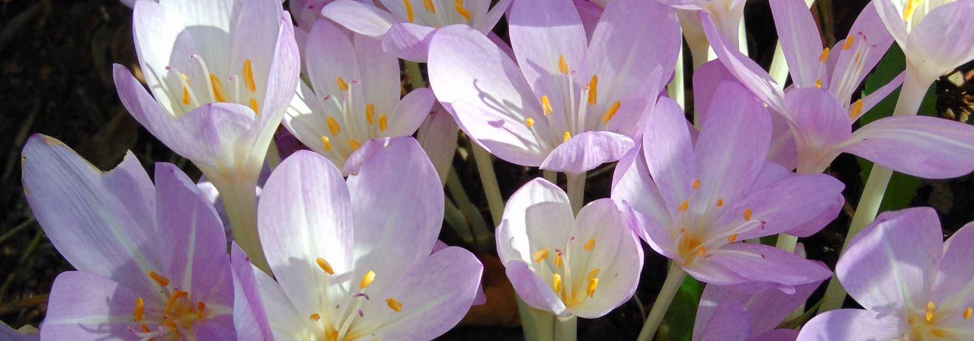 Crocus: the most beautiful varieties