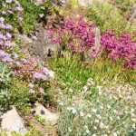 Creating a rock garden: our video transcription