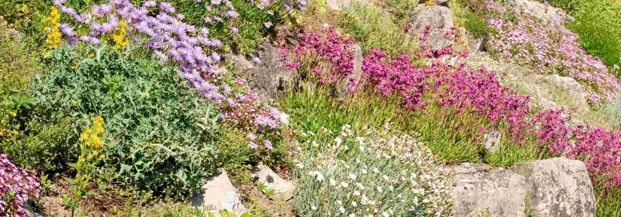 Creating a rock garden: our video transcription