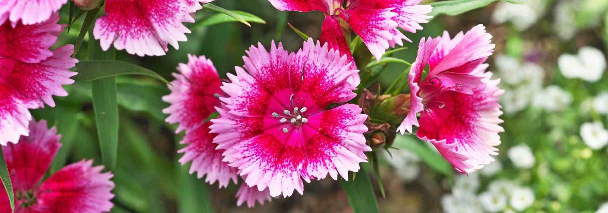 Choosing a carnation