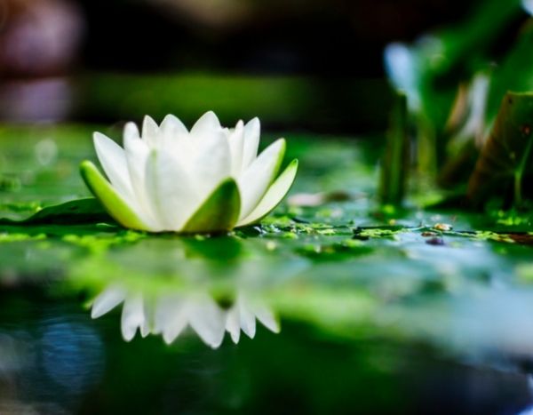 How to divide a water lily?