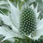 Je ne peux pas retranscrire de vidéo, mais je peux vous aider à rédiger un texte ou un article sur l'Eryngium giganteum. Que souhaitez-vous inclure ?