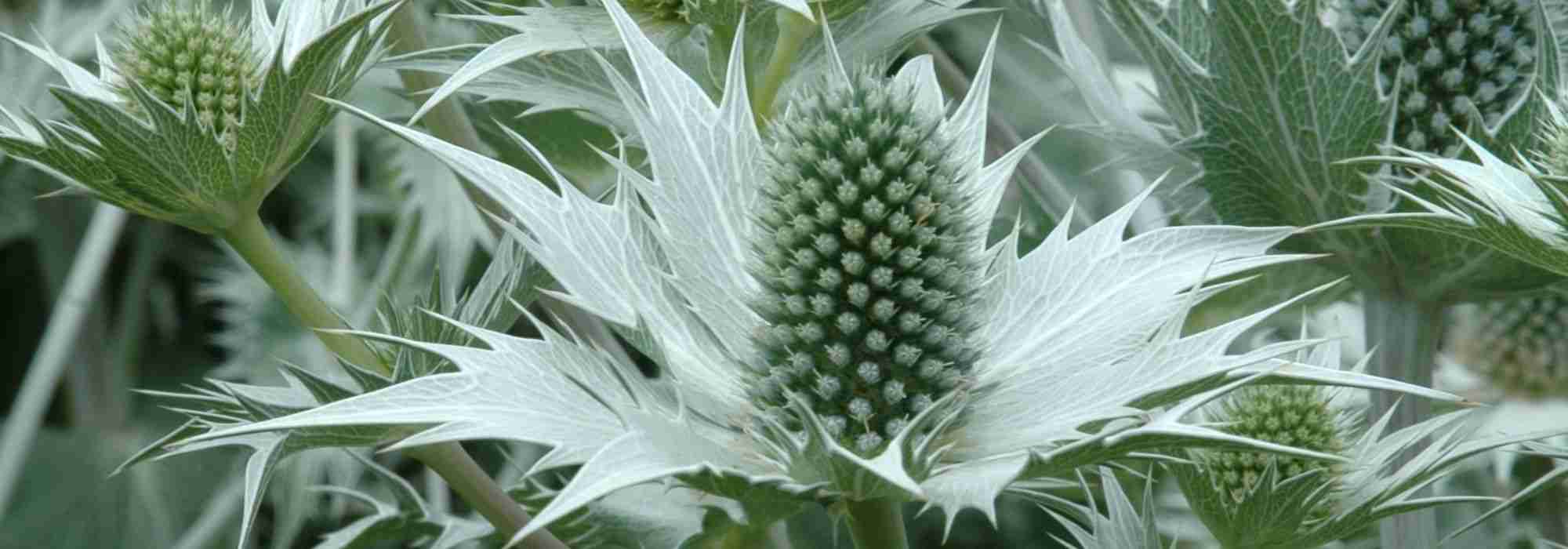 Je ne peux pas retranscrire de vidéo, mais je peux vous aider à rédiger un texte ou un article sur l'Eryngium giganteum. Que souhaitez-vous inclure ?
