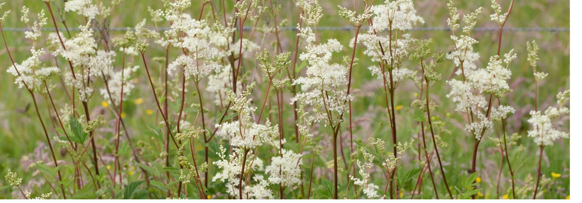 Choosing a meadowsweet