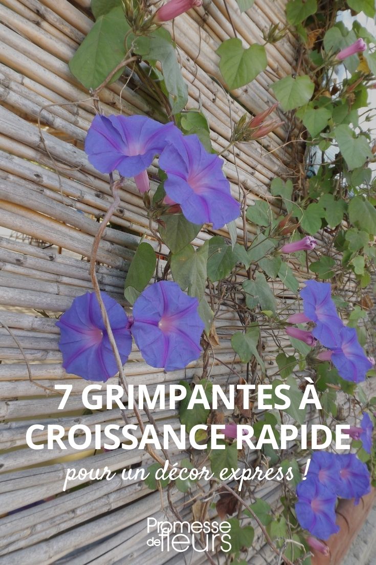 rapid growth climbing plants