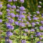 Caryopteris: the most beautiful varieties