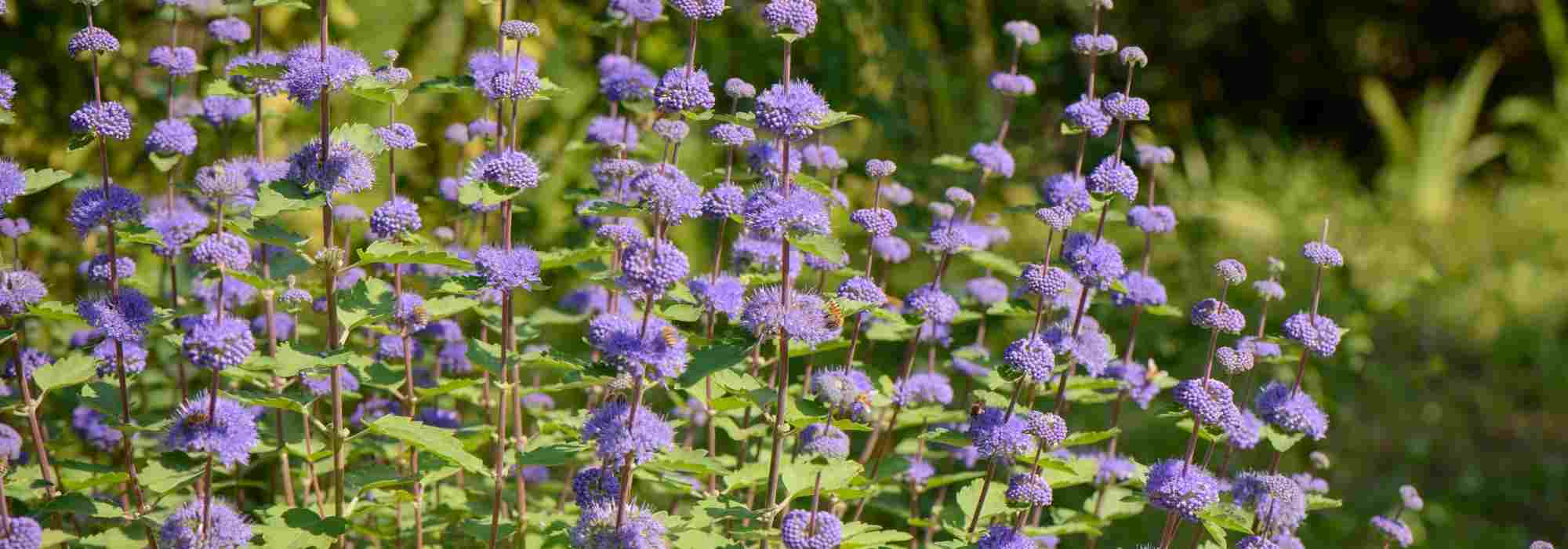 Caryopteris: the most beautiful varieties