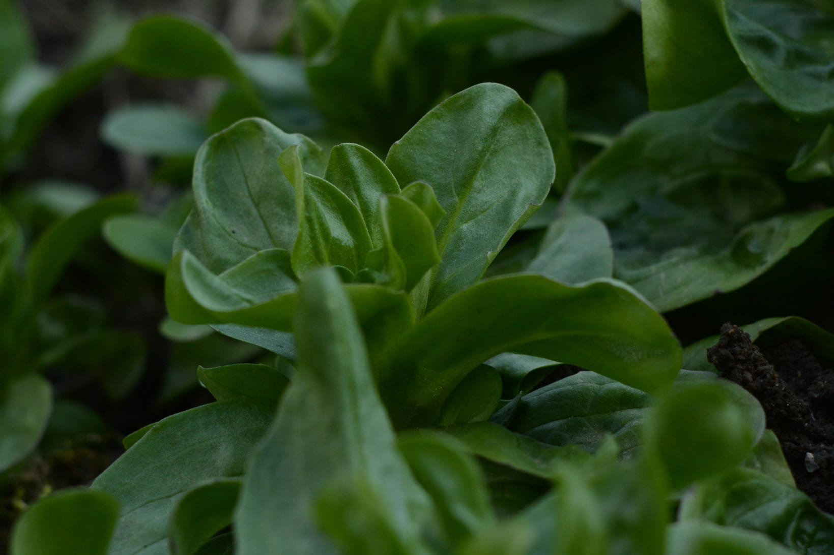 Lamb's lettuce: sowing, cultivation and harvest