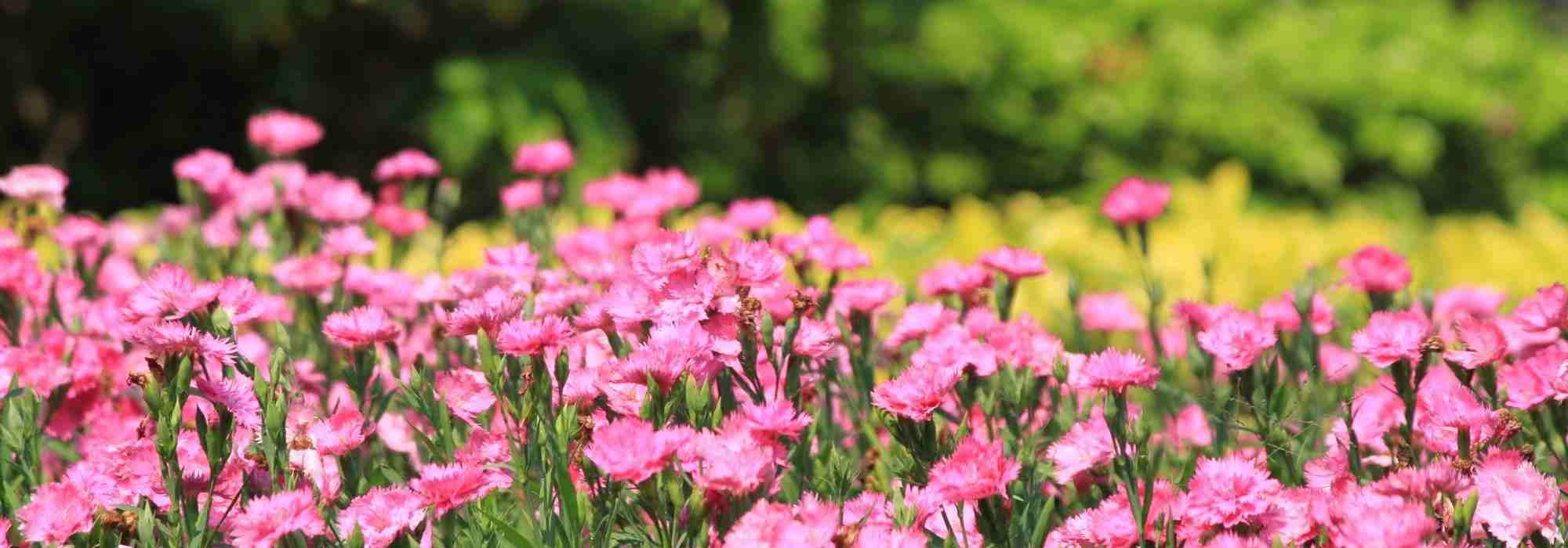 10 Dianthus to plant at the edge of a flower bed