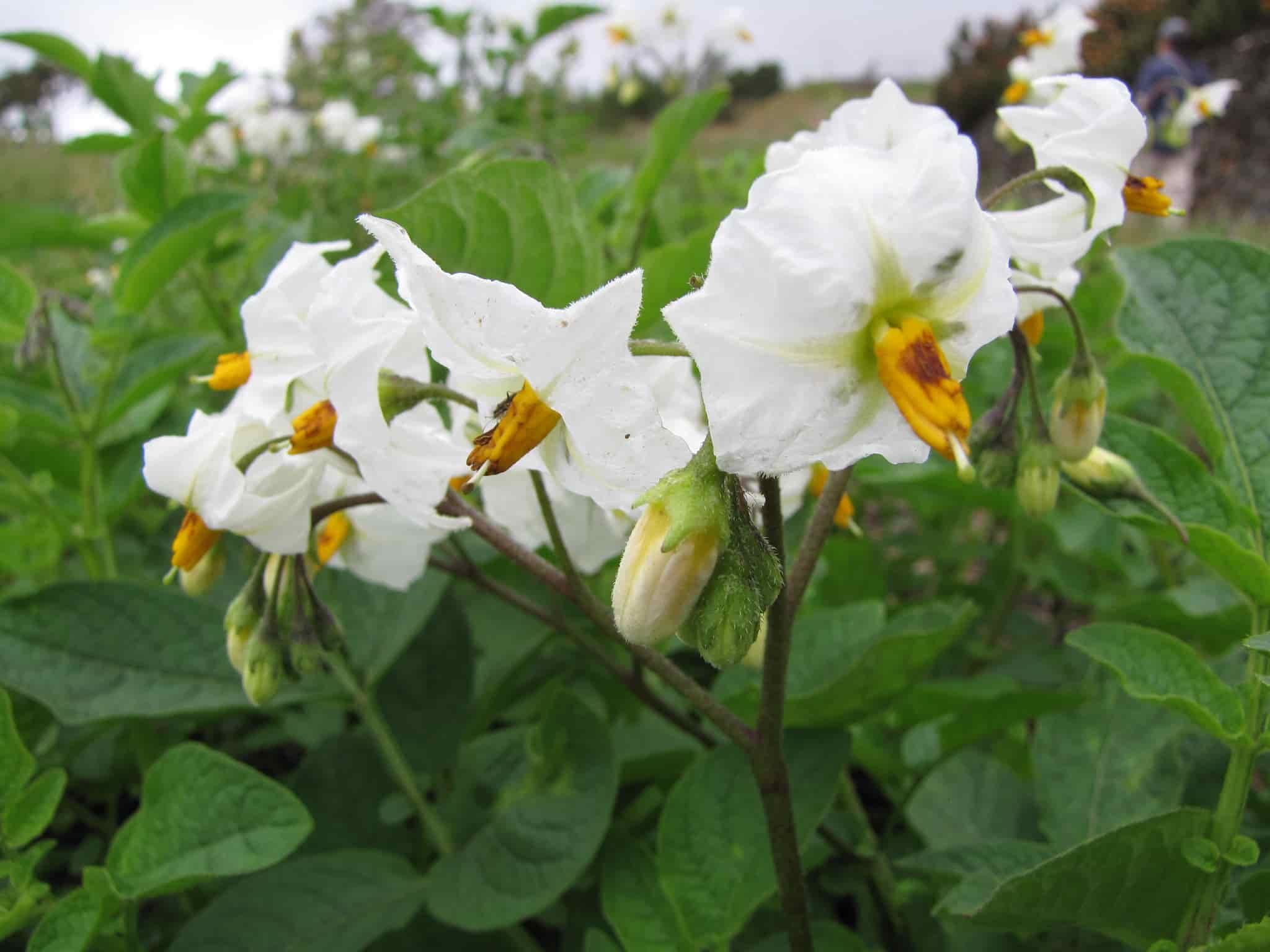 Diseases and pests of potatoes