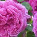 10 fragrant pink flowered roses