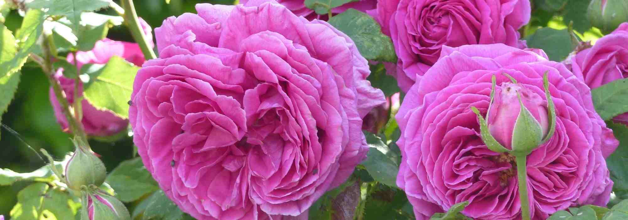 10 fragrant pink flowered roses