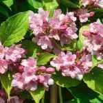 How to grow Weigela in a pot?