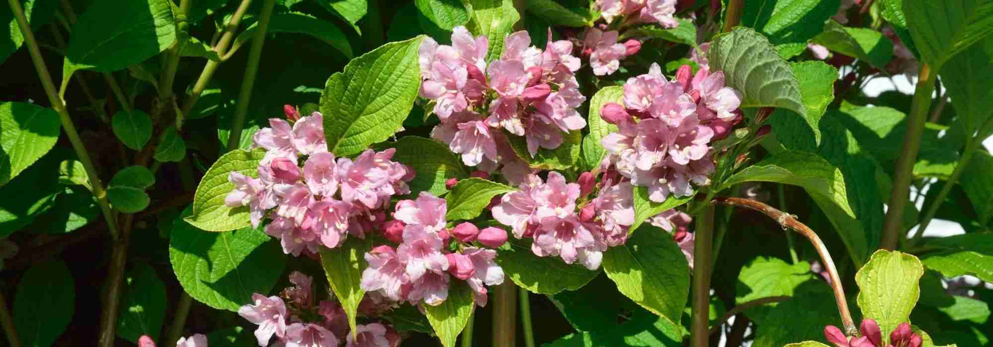 How to grow Weigela in a pot?