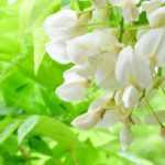 Growing wisteria in a pot