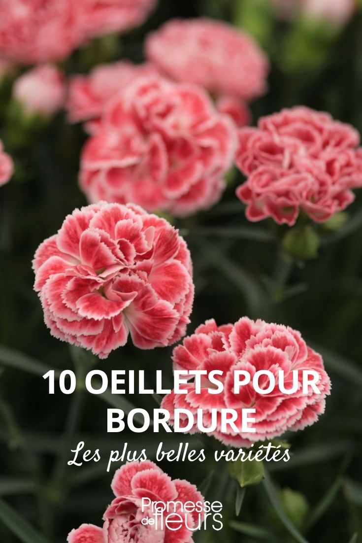 10 Carnations for Borders