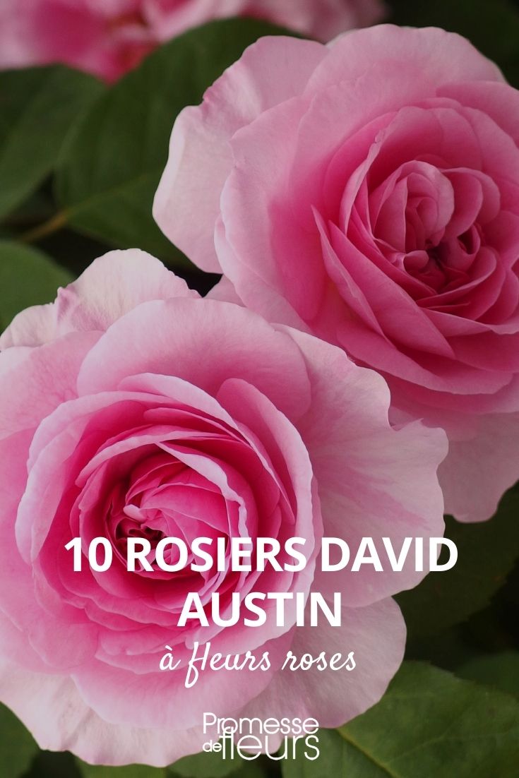10 David Austin rose bushes with pink flowers