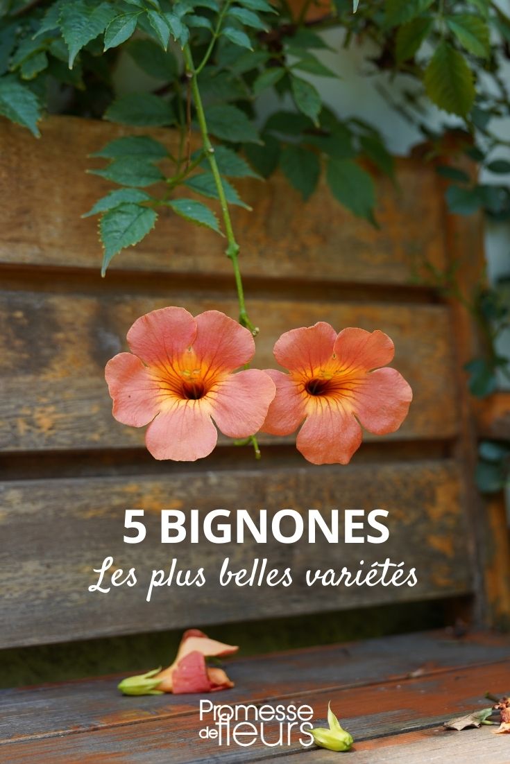 Bignones: The Most Beautiful Varieties