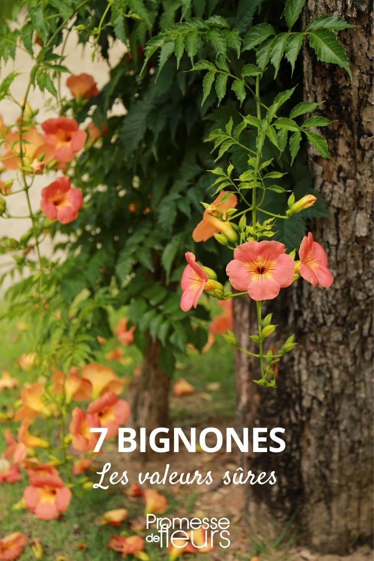 7 Reliable Trumpet Vines