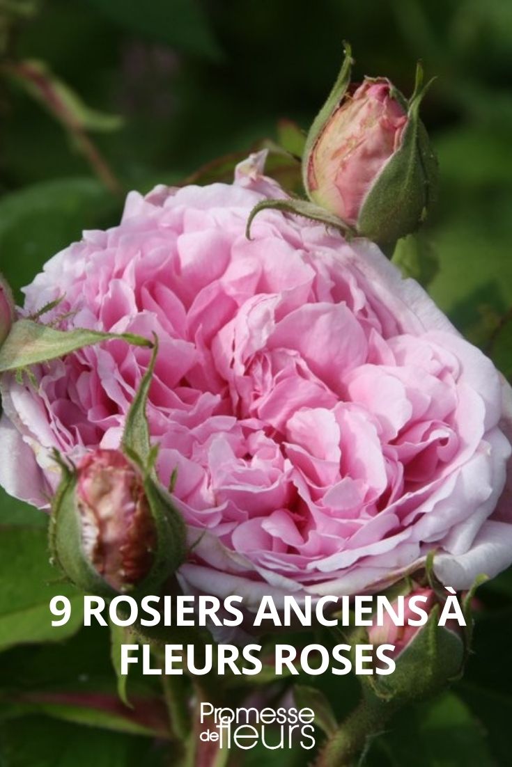 9 ancient rose bushes with pink flowers