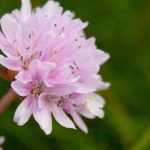 Armeria: 6 lovely pairing ideas