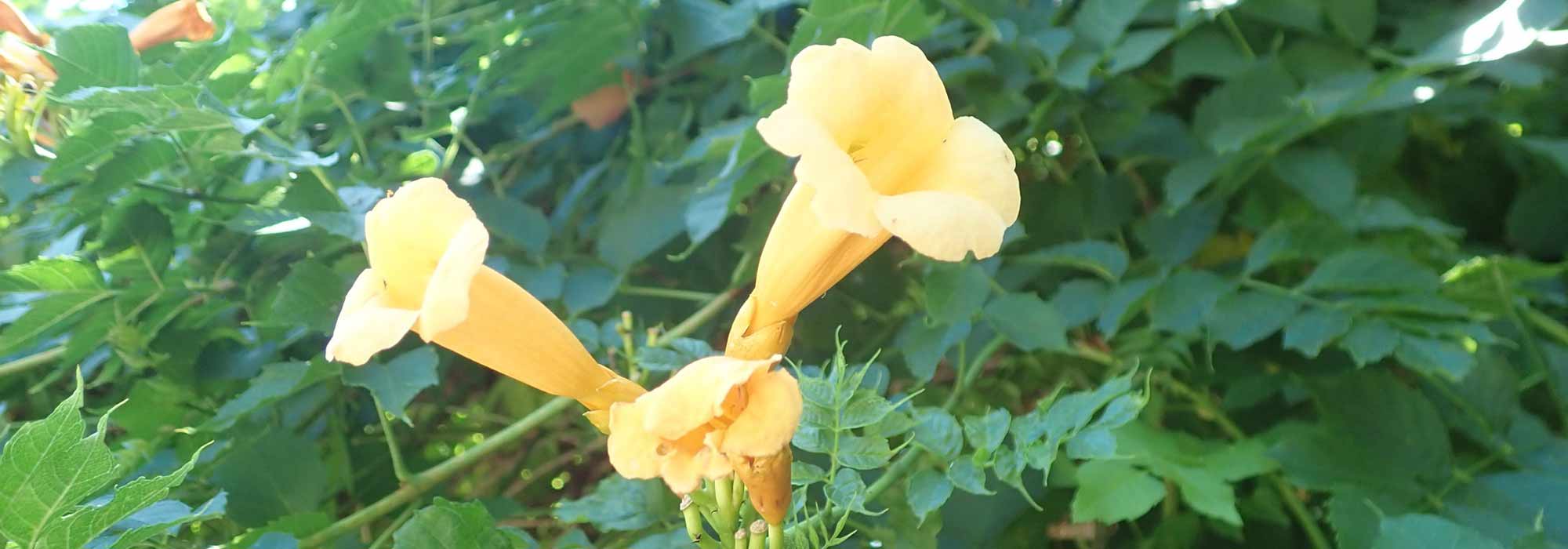 7 hardy bignonia: the hardiest varieties