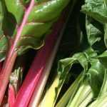 Chard: 6 over-ripe varieties to discover