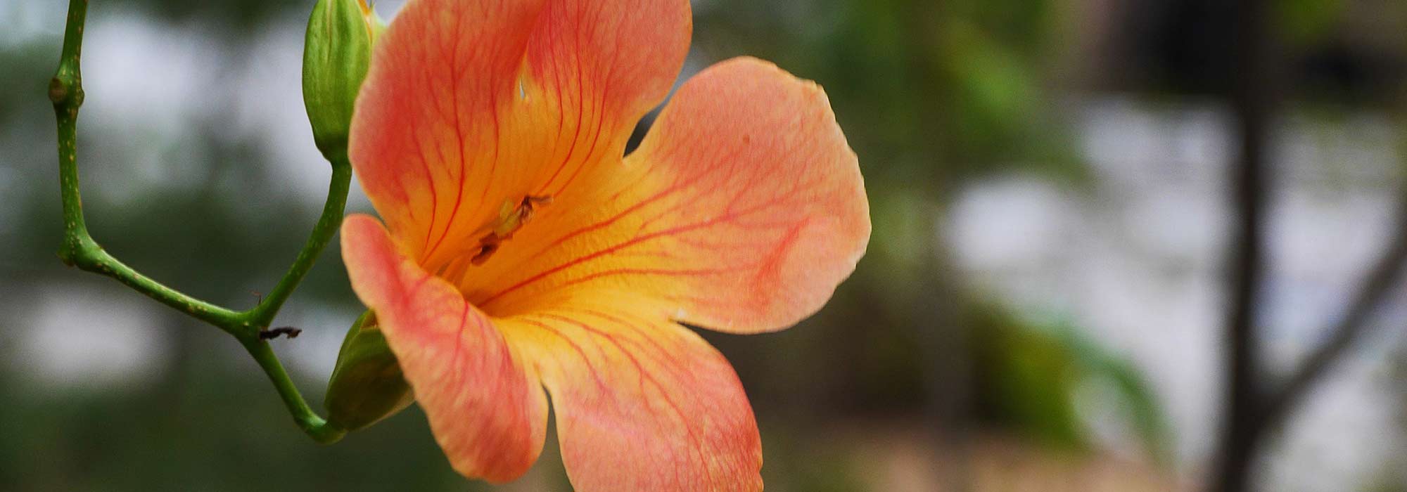 How to take a cutting from a trumpet vine?