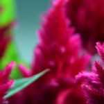 Celosia: sowing, growing and care