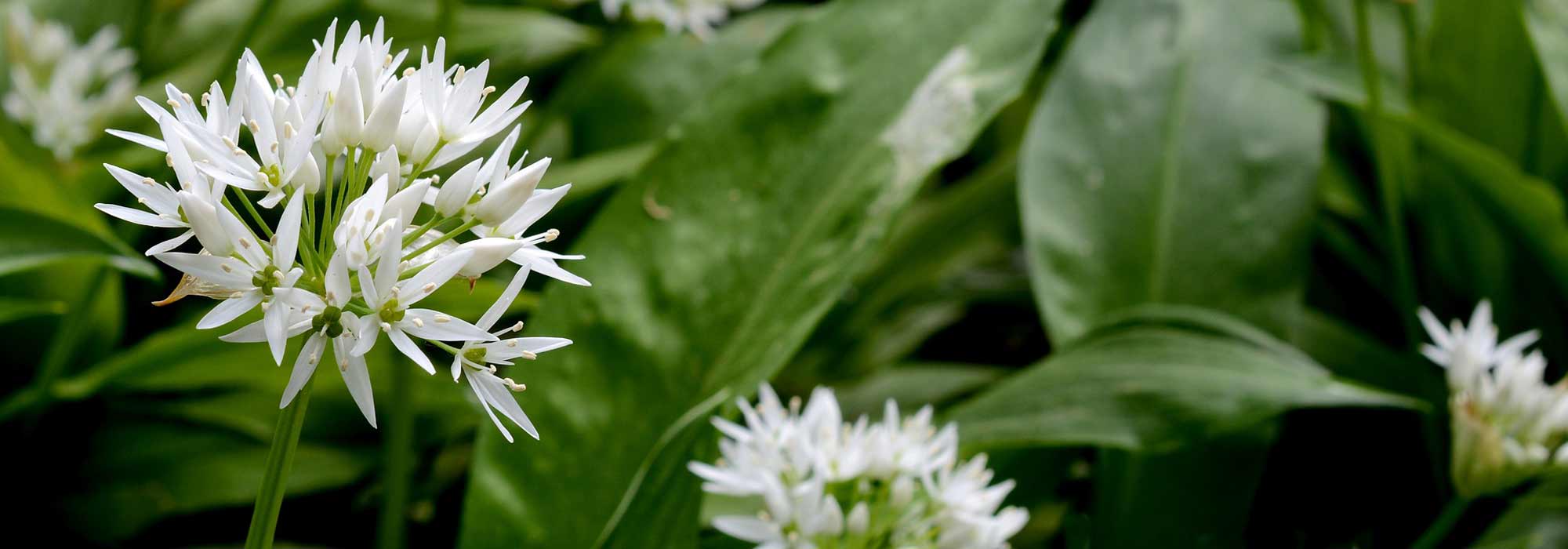 How to store wild garlic and use it?