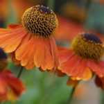Growing Helenium in a pot