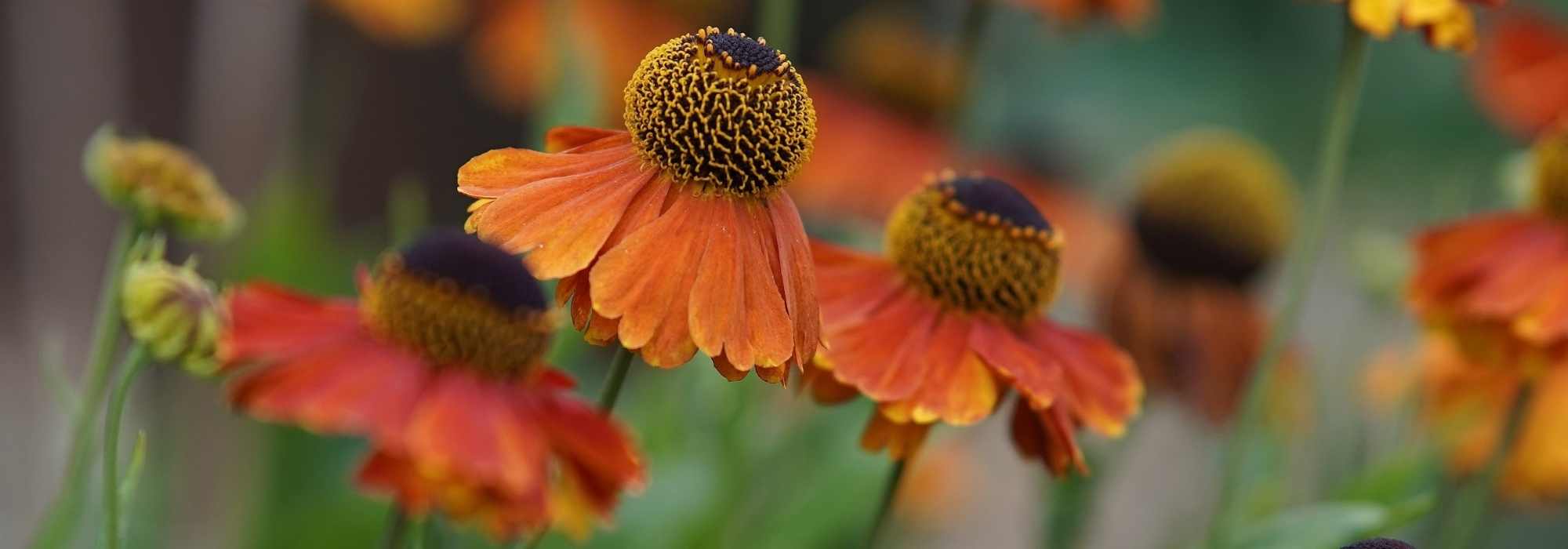 Growing Helenium in a pot