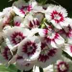Poet's Carnation - Dianthus barbatus: planting, sowing, care