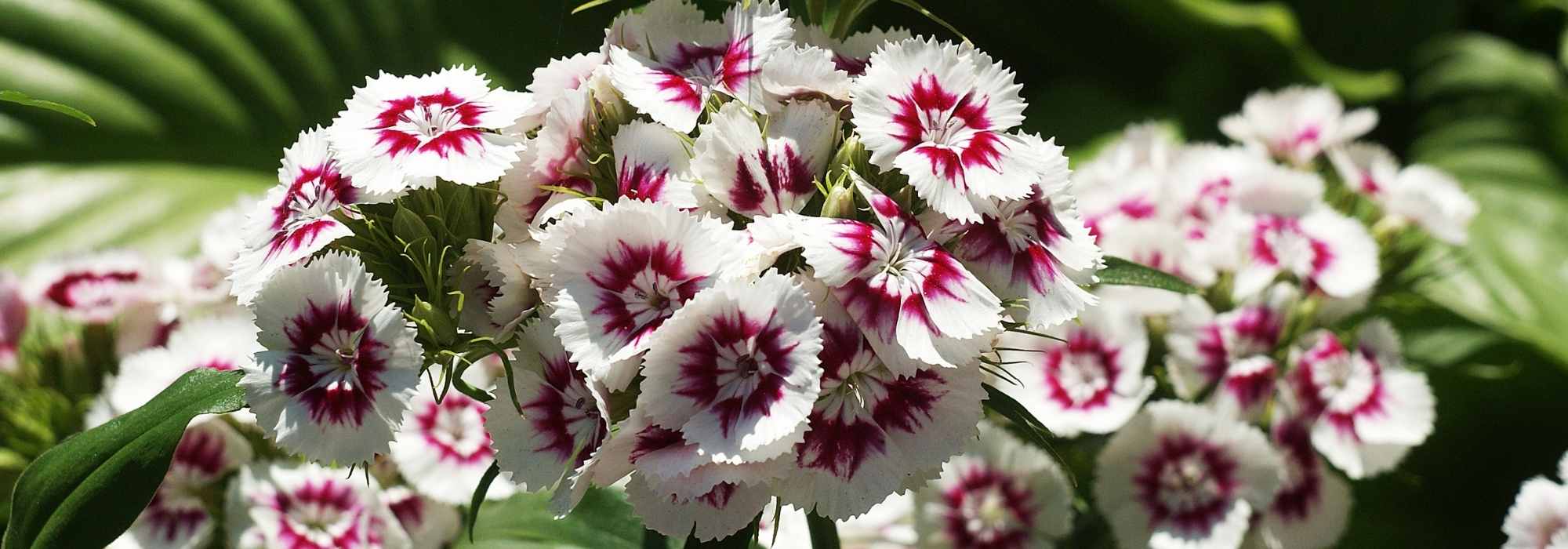 Poet's Carnation - Dianthus barbatus: planting, sowing, care