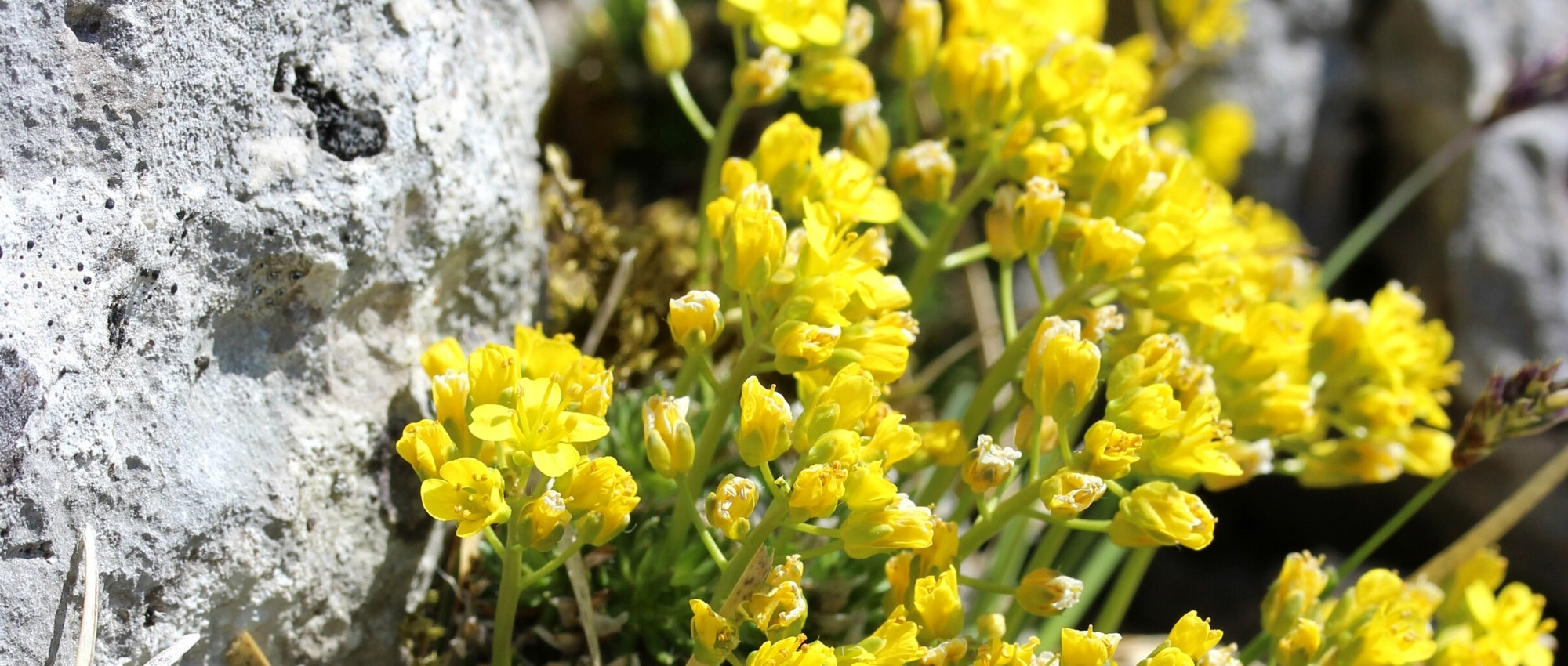 Draba: planting, growing, and care