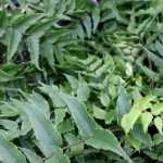 7 evergreen ferns