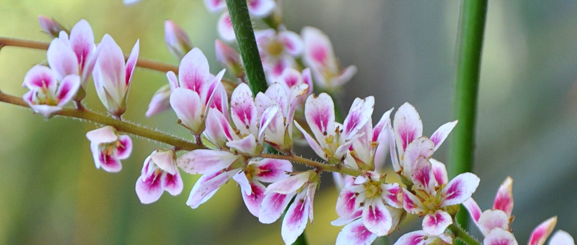 Francoa: planting, growing and care
