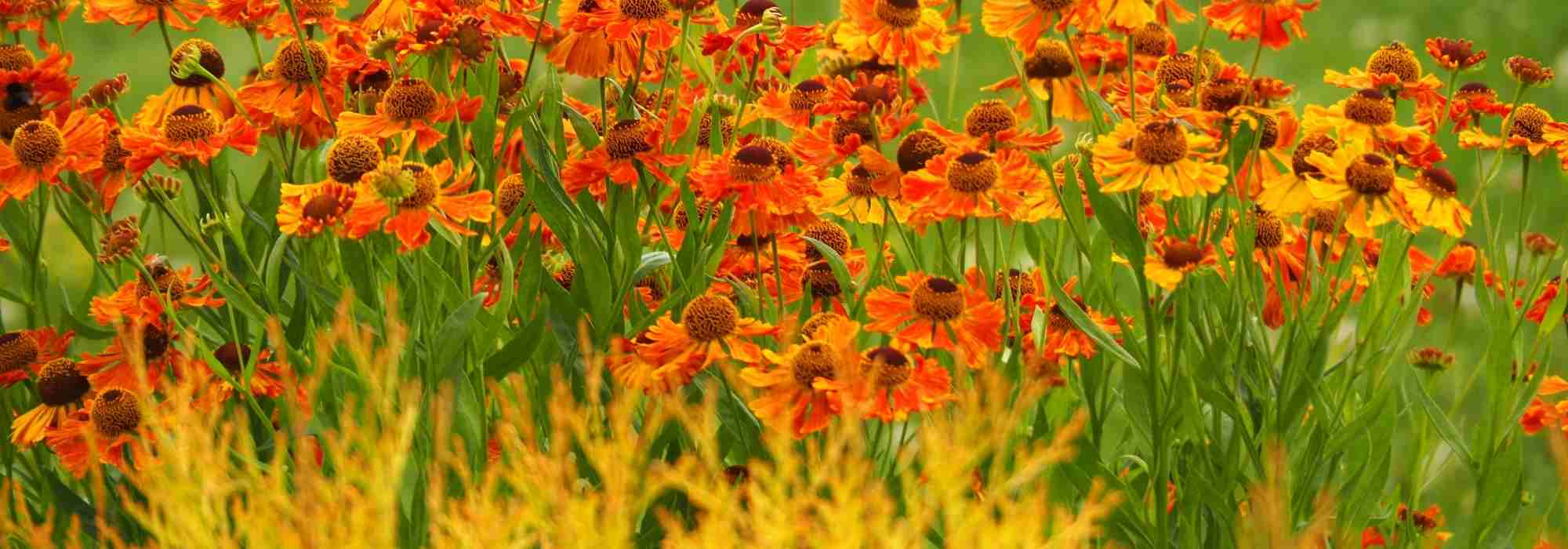 Helenium: 6 pairing ideas