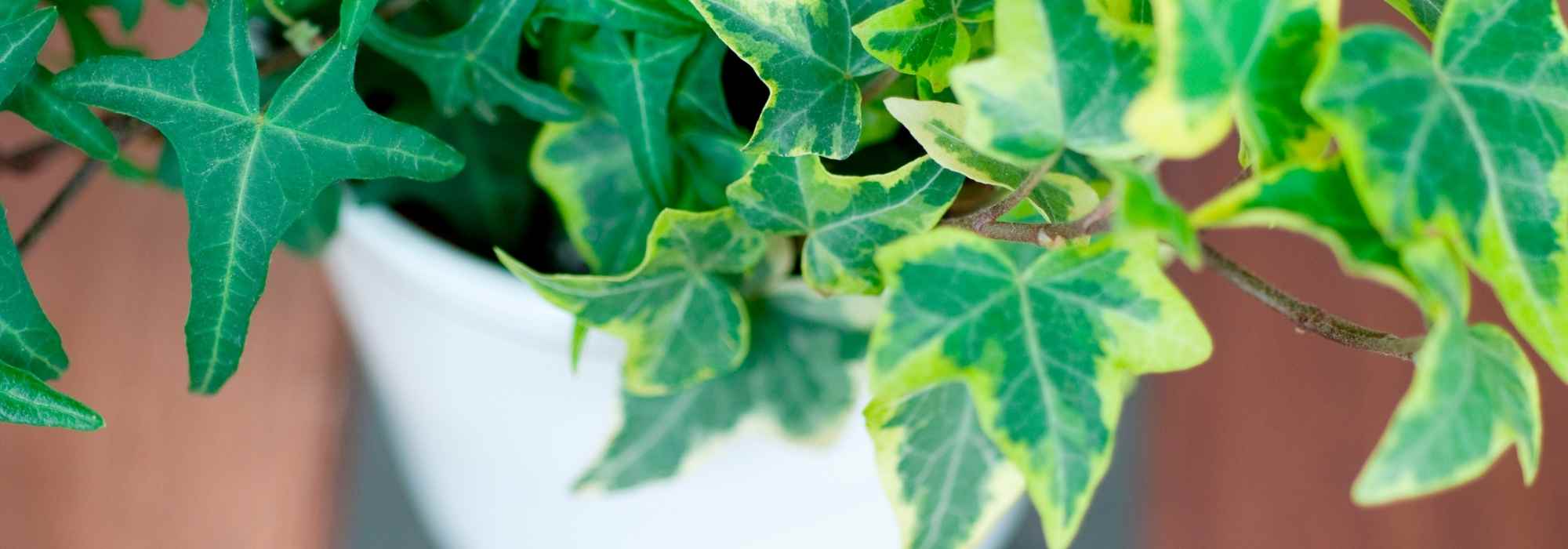 How to grow ivy in a pot?
