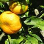 The mandarin tree: planting, caring for, and harvesting the fruits