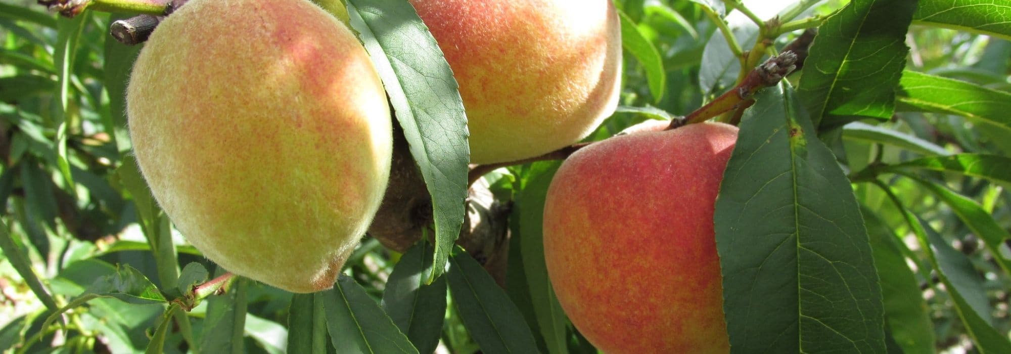 Peach: planting, pruning, and harvesting its fruits