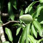 Almond tree: planting, pruning, harvesting